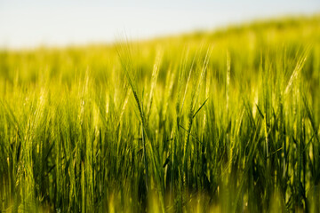 Close up green barley field under sunlight in summer. Agriculture. Cereals growing in a fertile soil.