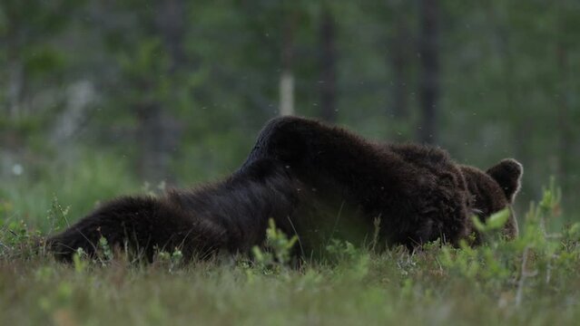 wild brown bear and mosquitoes in finland on a swamp sleeping and enjoying life in nature for bbc national geography karhu