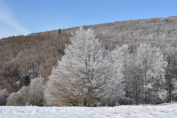 Arbres givrés