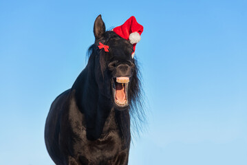 Funny black andalusian horse with santa hat on its head
