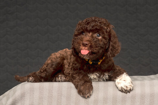 lagotto romagnolo puppy brown and white looks very funny with his tongue out