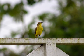 bird on a branch