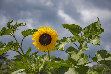 Sunflower Against Blue Dramatic Clouds In The Sky Background