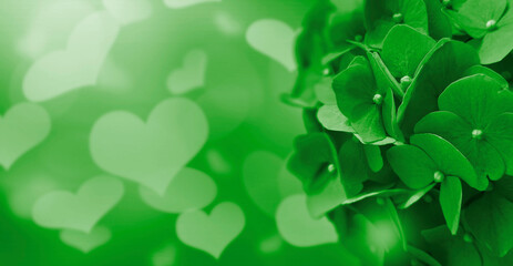 Abstract green background with hydrangea flower