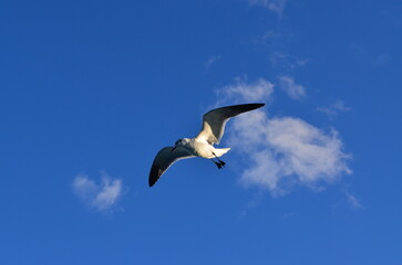 Bird sky