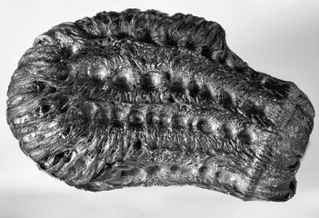 Egg of insect, green walking leaf, latin named Phylliidae, top view macro, black and white