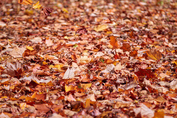 Fall, ground covered with autumn leaves