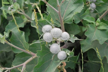 burdock flowers