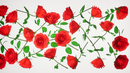 roses on a white background Valentine holidays love couples romance picture