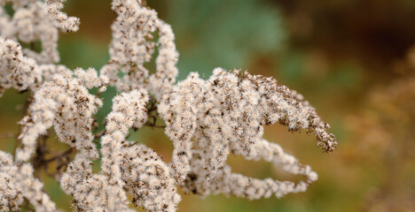 Close-up of canadian goldenrod flowers in autumn with soft-focus in the background