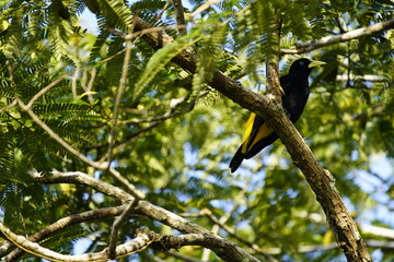 Crested oropendola, (Psarocolius decumanus) Icteridae family. Amazon rainforest, Brazil