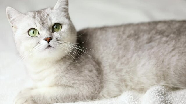 a gray cat with green eyes lies on a light background