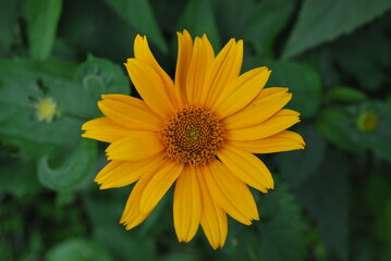 summer colorful flowers in the garden