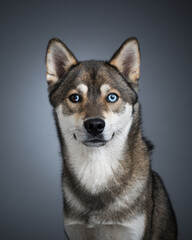 Naklejka na ściany i meble husky boss portrait with dog blue eyes in studio magazine cover dog lifestyle wild dog
