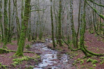 Small stream in he winter forest