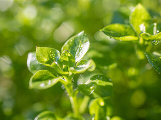 Green plants in defocus, abstract eco background