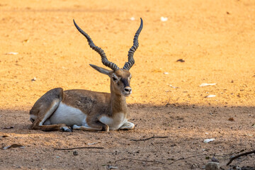 Indian black buck resting in the shade, is an antelope native to India and Nepal.