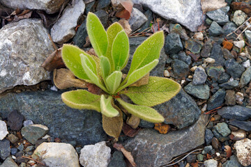Verbascum thapsus is a felt leafed tall plant. Distinctive rosette with grayish and bluish tones. It gets tall stems with yellow flowers.