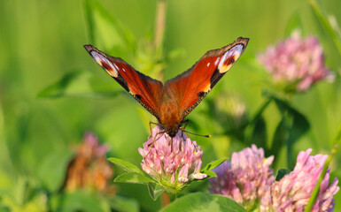 Colorful Butterfly Drinking Nectar