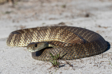 Australian Eastern Tiger Snake in curled up position