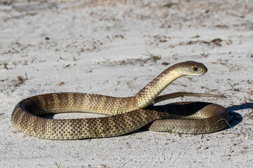 Australian Eastern Tiger Snake in curled up position