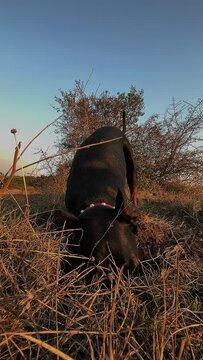 Cute Doberman Pinscher Dog With Its Head In The Dirt Hole Sniffing 