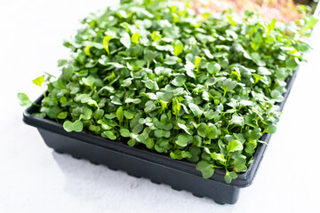 Microgreens
