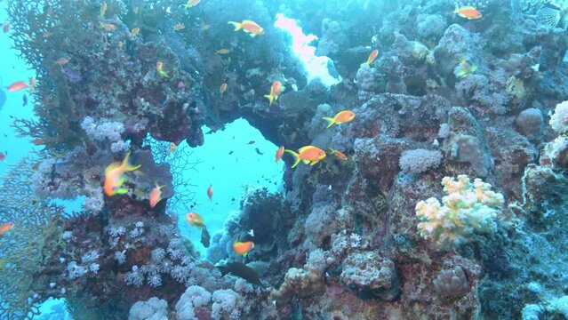 Red Sea reef underwater scene 
