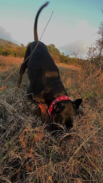 Doberman Pinscher Dog Sniffing And Digging Holes 