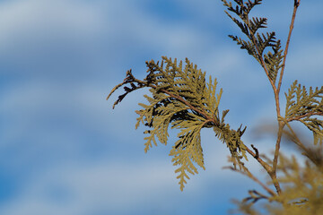 grass and sky