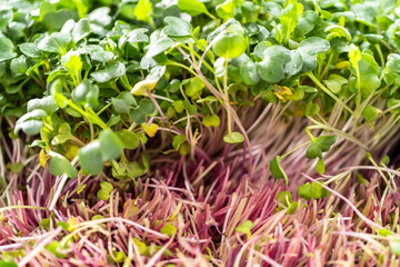 Microgreens