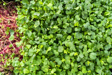 Microgreens