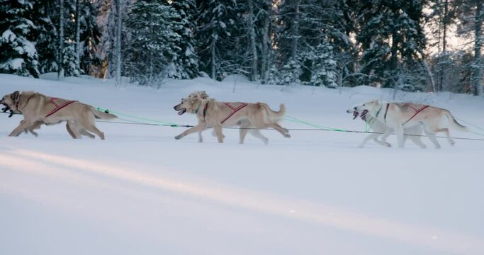 team of sleddogs running on a trail in finland tourism lifestyle wilderness outdoor husky alaskanhusky dogs pulling a sled on a frozen lake travel to finland rovaneimi