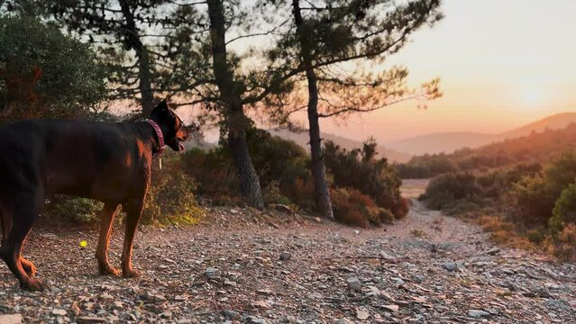 Doberman Pinscher Dog Enjoying Sunset Over Hills 