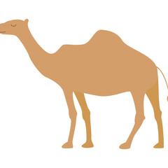 Flat Camel Illustration