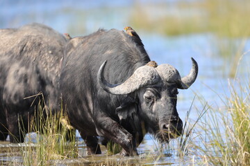 cape buffalo in the wild