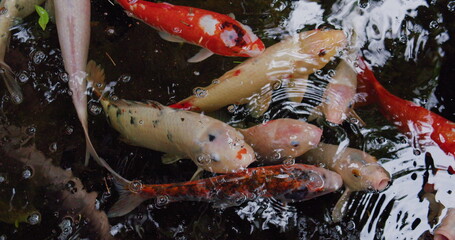 Large colored Koi fish swallows air rising to the surface. Cyprinus caprio rubrofuscus swim. Fancy carp in the pond