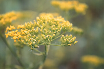 Close-up of umbels of fennel, foeniculum vulgare, flowering in meadow.