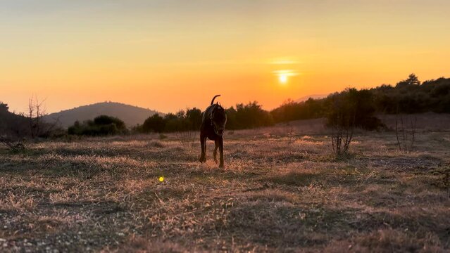 Doberman Pinscher Dog Exploring a Wheat Field 