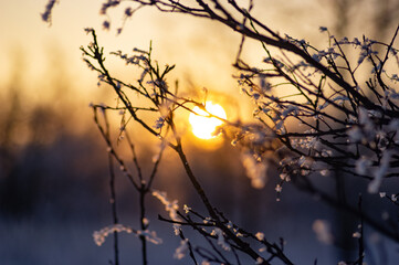 Winter sunset, sunrise with frost on branches.