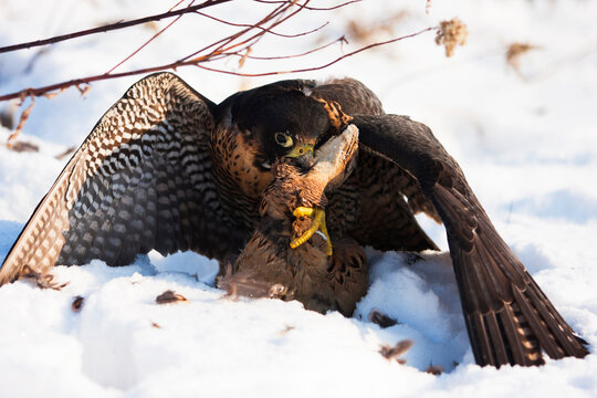 Close-up Of A Falcon With A Hunted Pheasant On Snow