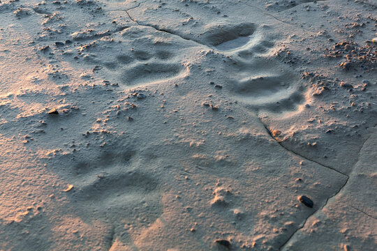 Polar bear (Ursus maritimus) tracks in mud on the beach near Calypsobyen, Svalbard.