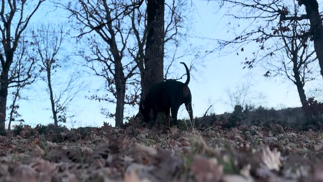 A Doberman Pinscher,  Dog Sniffing Fallen Leafs 