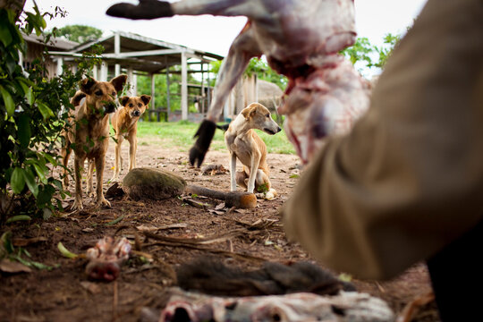 Hungry dogs await scraps as a wild boar is skinned in Sao Luis Indian Post, Amazon Basin, Brazil.