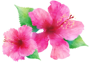 Watercolor Hibiscus Tropical Flower Illustration