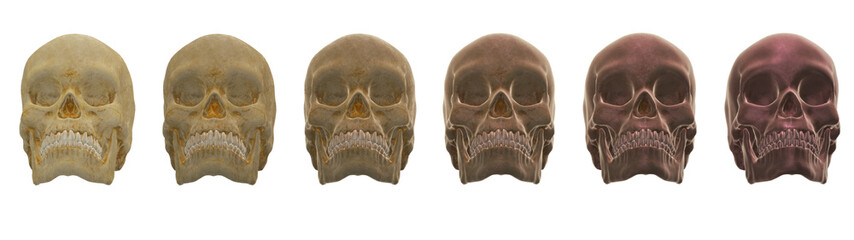 skull human,  skeleton