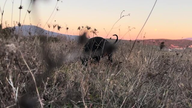 A Doberman Pinscher, Dog Hunting in Tall Grass 