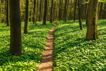 Picturesque forest path through a spring beech forest with ground overgrown with wild garlic,...