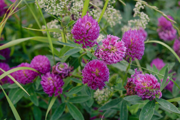 In the meadow, among the wild grasses blooms clover Trifolium medium.