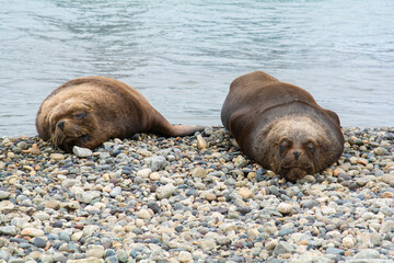 sea lions on the beach